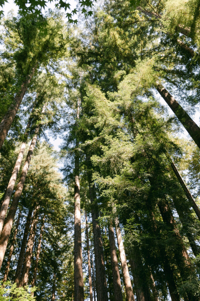 stunning redwood trees