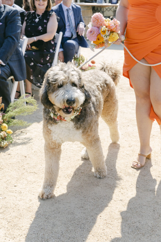 A bride and grooms dog was party of the bridal during the ceremony procession at Carmel Valley Ranch. 